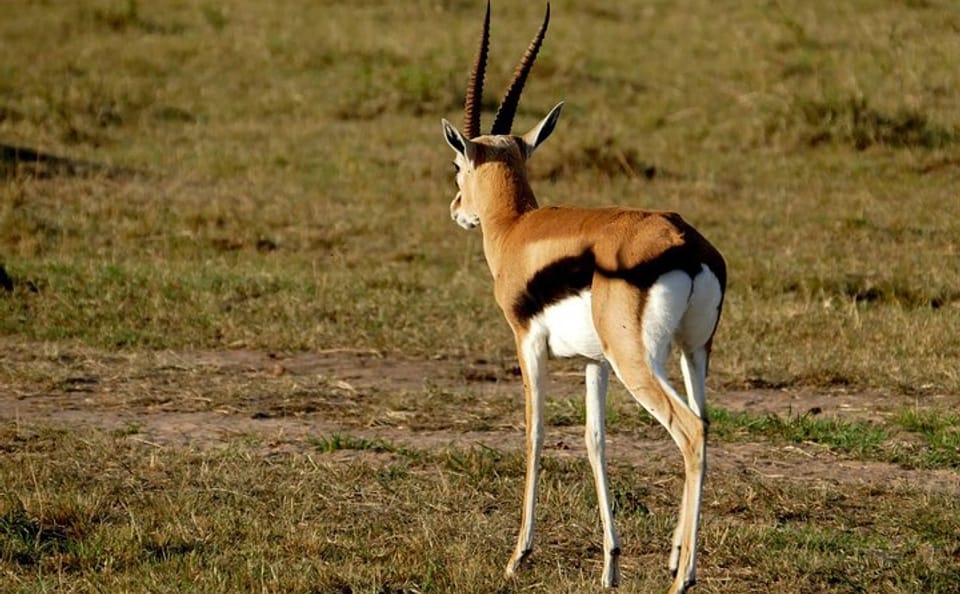 3 days Maasai Mara wildebeest migration safari