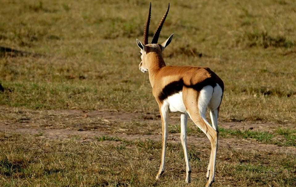 3 days Maasai Mara wildebeest migration safari