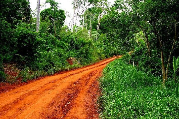 Jungle Fly - Adventure at the Jungle