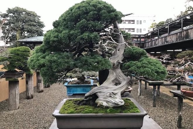 Make Your Own Bonsai with a Professional Bonsai Artist in Tokyo photo 3