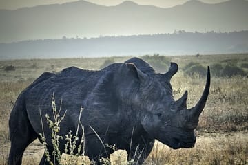 Nairobi National Park Wildlife Adventure Tour