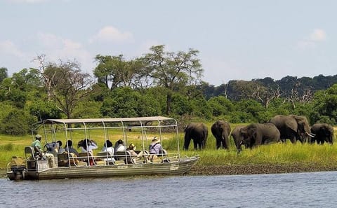 Chobe National Park half-day adventure from Victoria Falls
