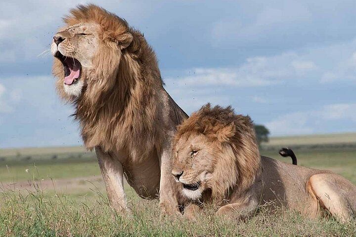 Nairobi National Park Safari & Beads Factory Guided Tour