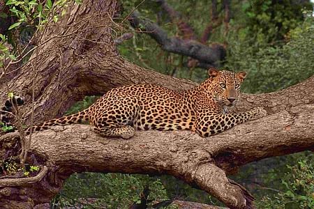 Private Leopard Safari with Beach Picnic in Yala National Park