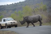 Hluhluwe Imfolozi  Safari Day Tour (7) 3