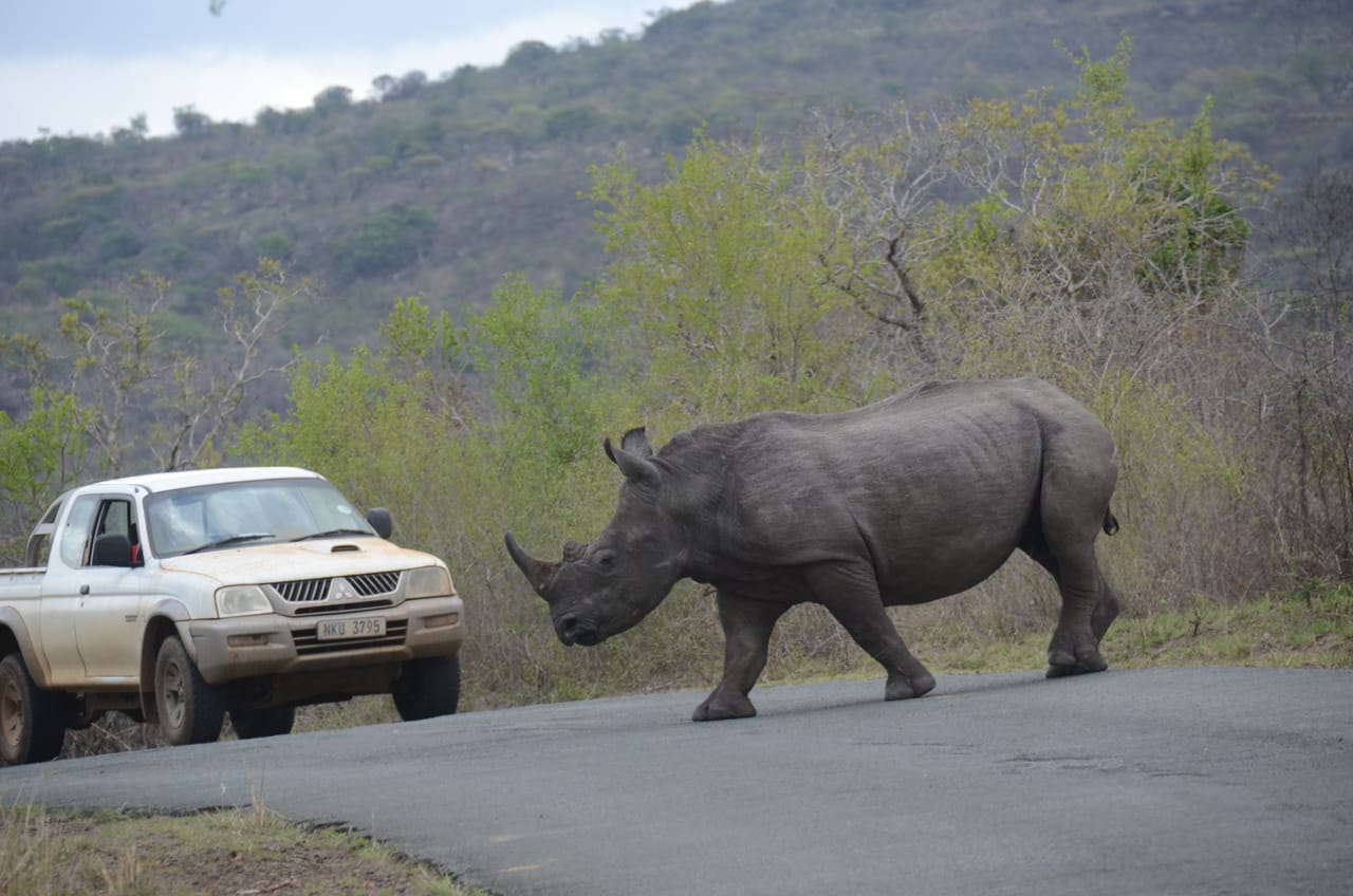 Hluhluwe Imfolozi  Safari Day Tour (7) 3