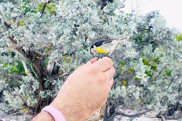 Exuma Day trip Iguanas,Sharks & Swimming Pigs Private Tour (8hrs)