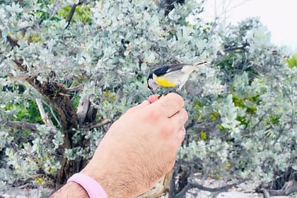 Exuma Day trip Iguanas,Sharks & Swimming Pigs Private Tour (8hrs)