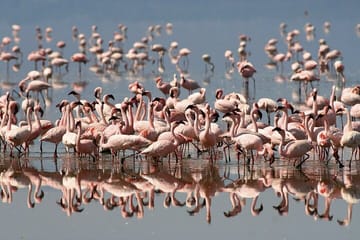3 Days Lake Bogoria, Naivasha and Nakuru Park