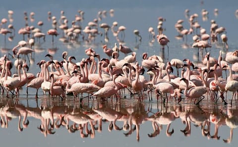 3-Day Adventure Tour of Lake Bogoria, Naivasha, and Nakuru Park