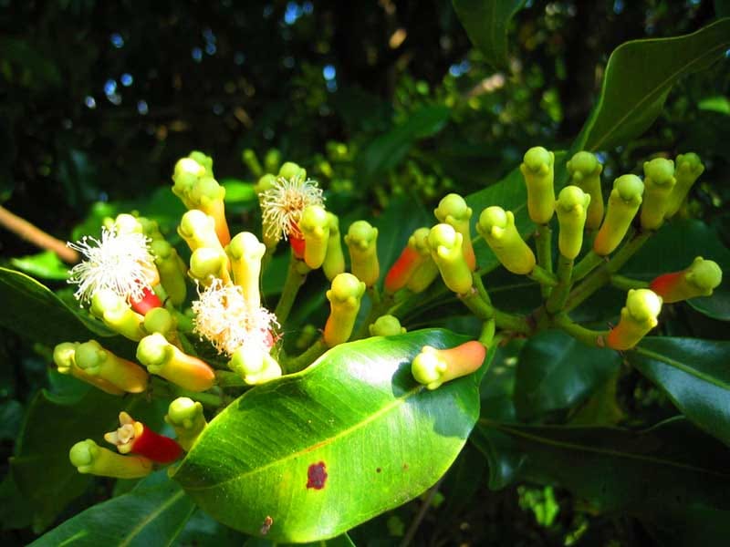 Sri Lankan Traditional Foods & Cultural Tour 10