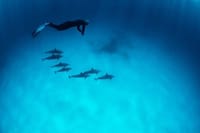 Private Speed Boat to DOLPHINS House &amp; Water activities -HURGHADA