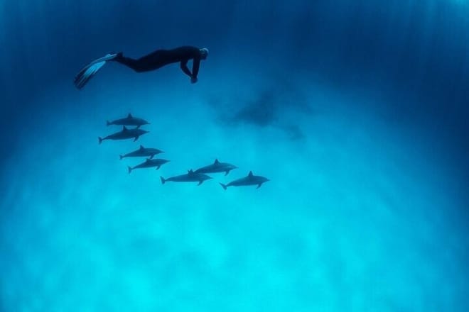Private Speed Boat to DOLPHINS House &amp; Water activities -HURGHADA