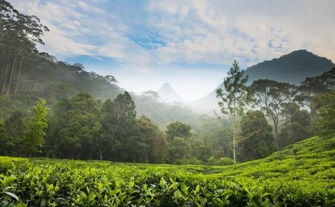 Day Trip to Nuwara Eliya with Kingfisher Tours