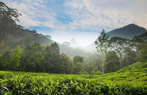 Day Trip to Nuwara Eliya with Kingfisher Tours