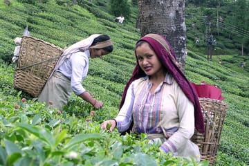 Kiambethu Tea Farm Tour with Lunch from Nairobi