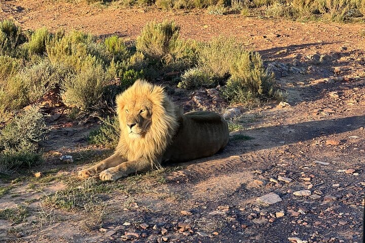 Cape Town Aquila Game Reserve Big 5 Sunset Safari with Transport