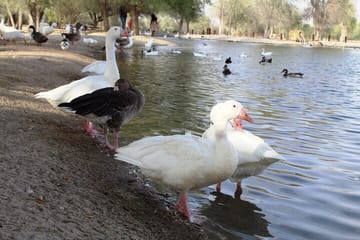 Private 4×4 Morning Desert Drive with Wildlife Experience & Sandboarding