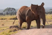3-Day Amboseli & Mt Kilimanjaro Fly In Safari from Mombasa. 9