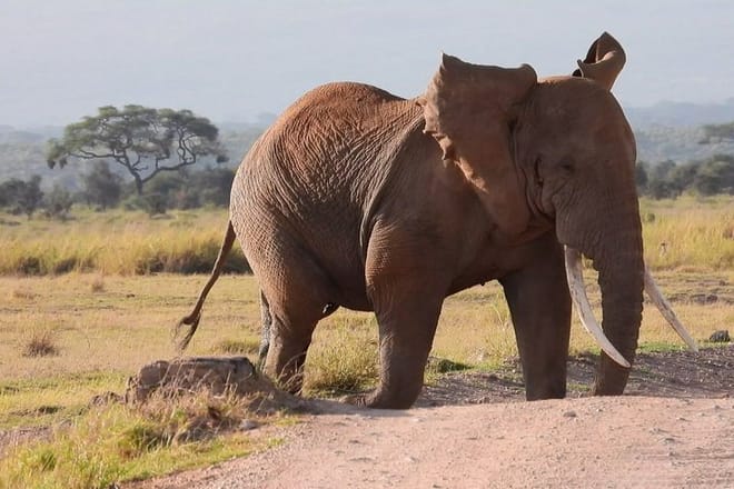 3-Day Amboseli & Mt Kilimanjaro Fly In Safari from Mombasa. 9