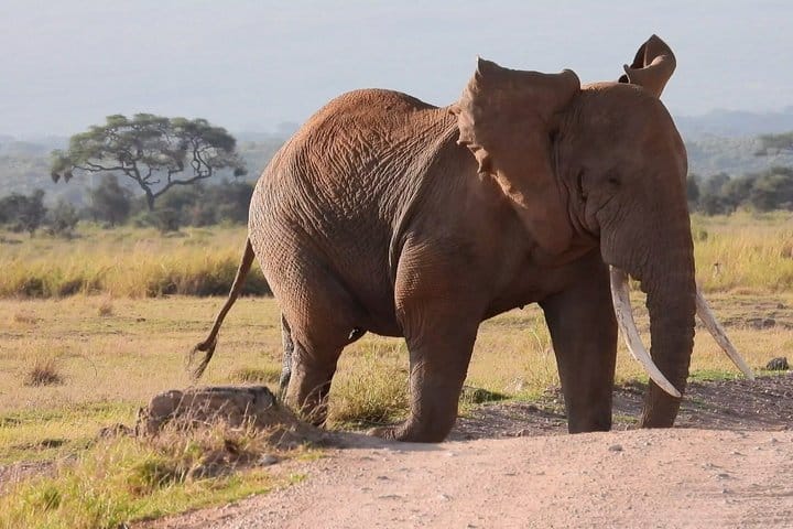 3-Day Amboseli & Mt Kilimanjaro Fly In Safari from Mombasa. 9