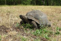 Giant Turtle