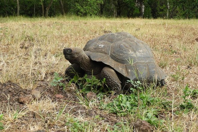 Giant Turtle