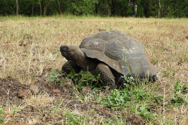 Giant Turtle