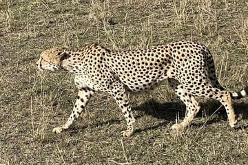 3-Day Masai Mara and Hell's Gate National Park Safari