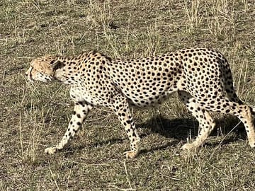 3-Day Masai Mara and Naivasha Hell’s Gate National Park-Safari