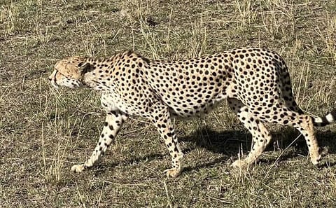 3-Day Masai Mara and Hell's Gate National Park Safari