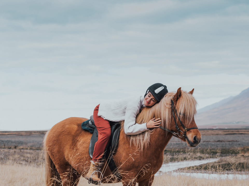 Date the Icelandic Horse — Hestasport