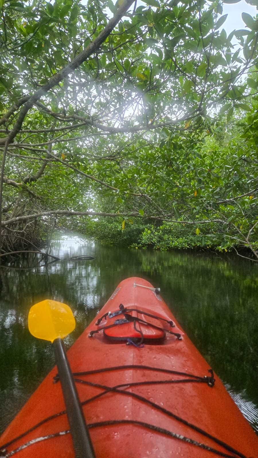 Paddle through mangroves in the Placencia lagoon