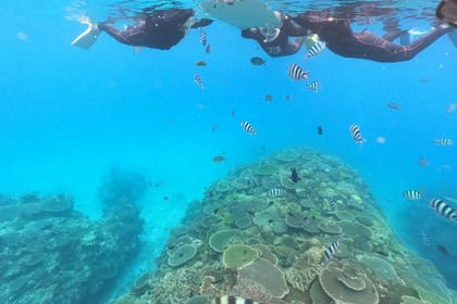 Okinawa: Boat Snorkeling 2 Rounds at Minna, Sesoko or Motobu