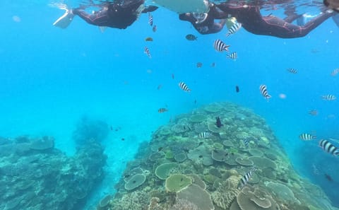 Snorkeling Adventure at Minna, Sesoko, or Motobu in Nago