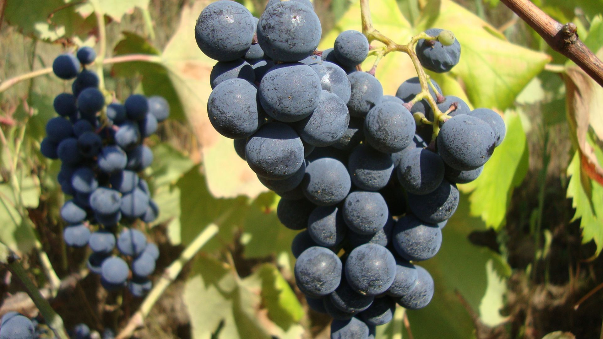 Image of Douro wine and Port wine red grapes before harvest on Cooltour Oporto's Douro Valley Wine Tour from Porto