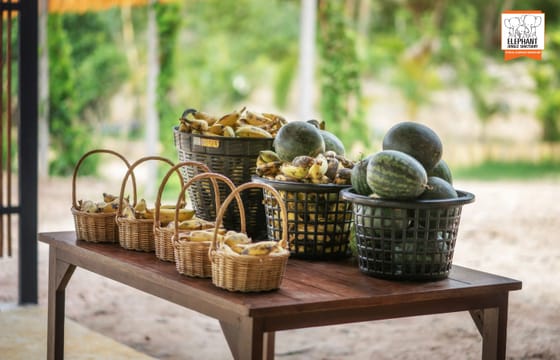 Feed Elephants at Elephant Jungle Sanctuary in Chiang Mai