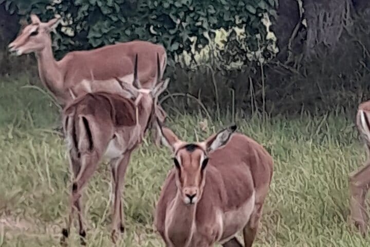 6 Days Garden Route Experience First Splendor & wonders of region