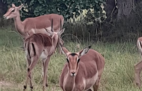 6 Days Garden Route Experience First Splendor & wonders of region