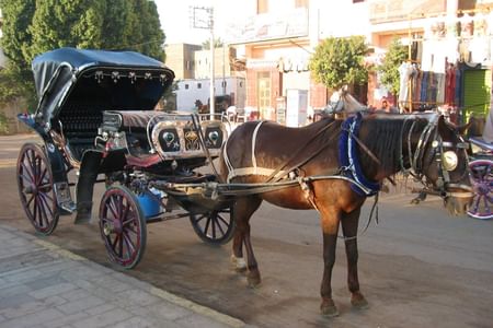 Delight in a 3-Hour Luxor Horse Carriage Tour