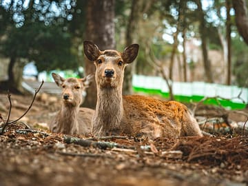 3 Days Private Osaka Kyoto and Nara Tour With English Driver