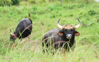 Watching wild elephants in Kuiburi National Park - a unique opportunity with a private guide 4