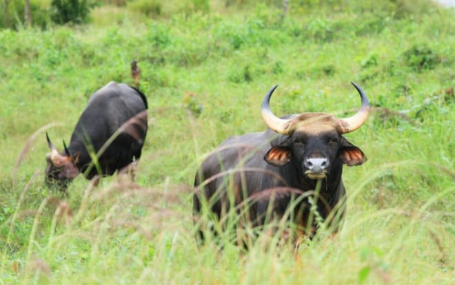 Watching wild elephants in Kuiburi National Park - a unique opportunity with a private guide photo 4