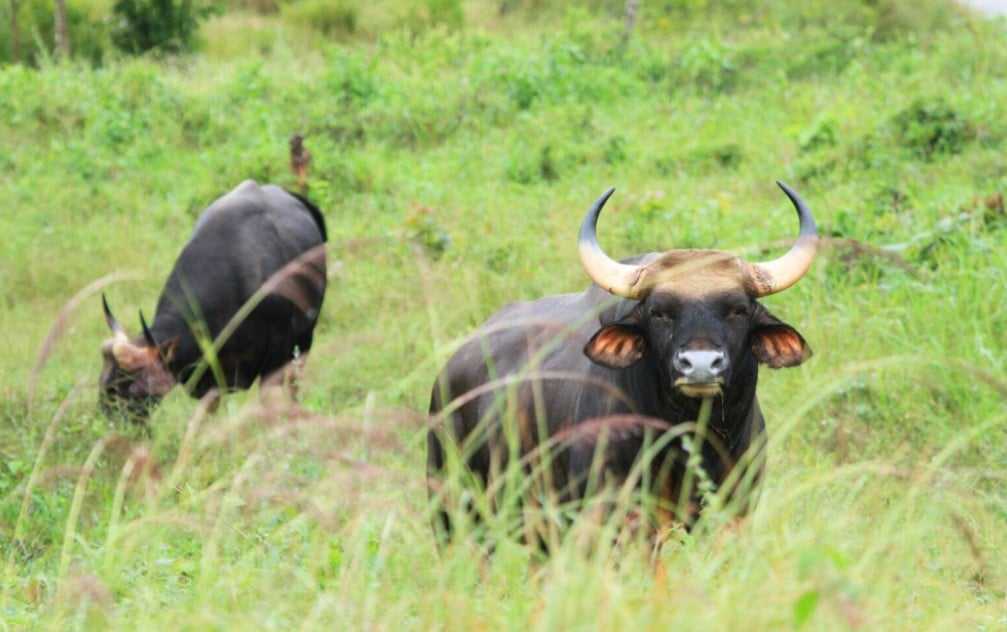 Watching wild elephants in Kuiburi National Park - a unique opportunity with a private guide 4
