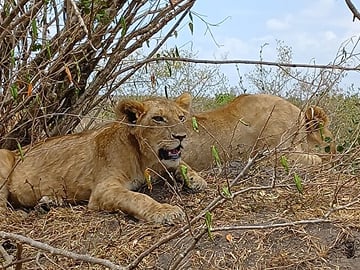 Two days Maasai Mara guided tour