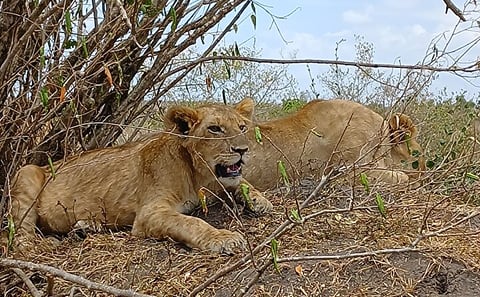 Two days Maasai Mara guided tour