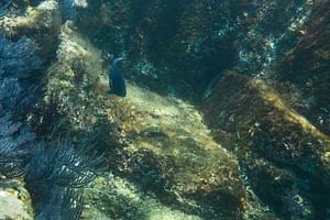 Los Cabos Snorkeling Tour to Chileno Bay and Santa Maria Cove