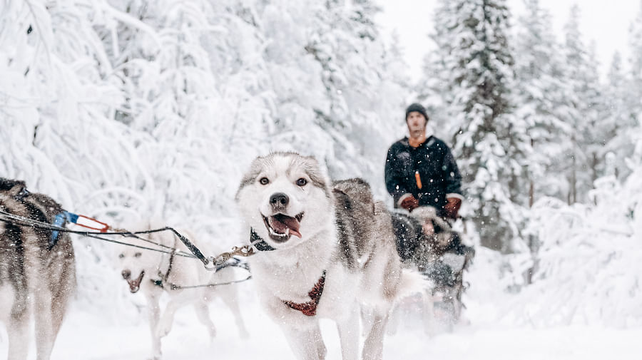 Husky ride, Husky safari, Siberian Husky,  Pure Lapland, Rovaniemi Lapland