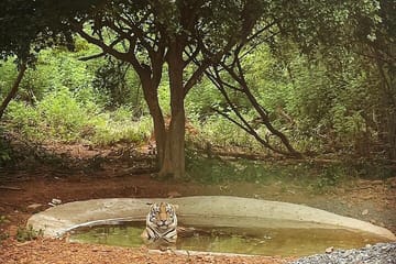 Bhubaneswar in a Day: Mystical Temples and Local Delights!