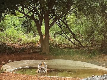 Eye to eye with tigers!
